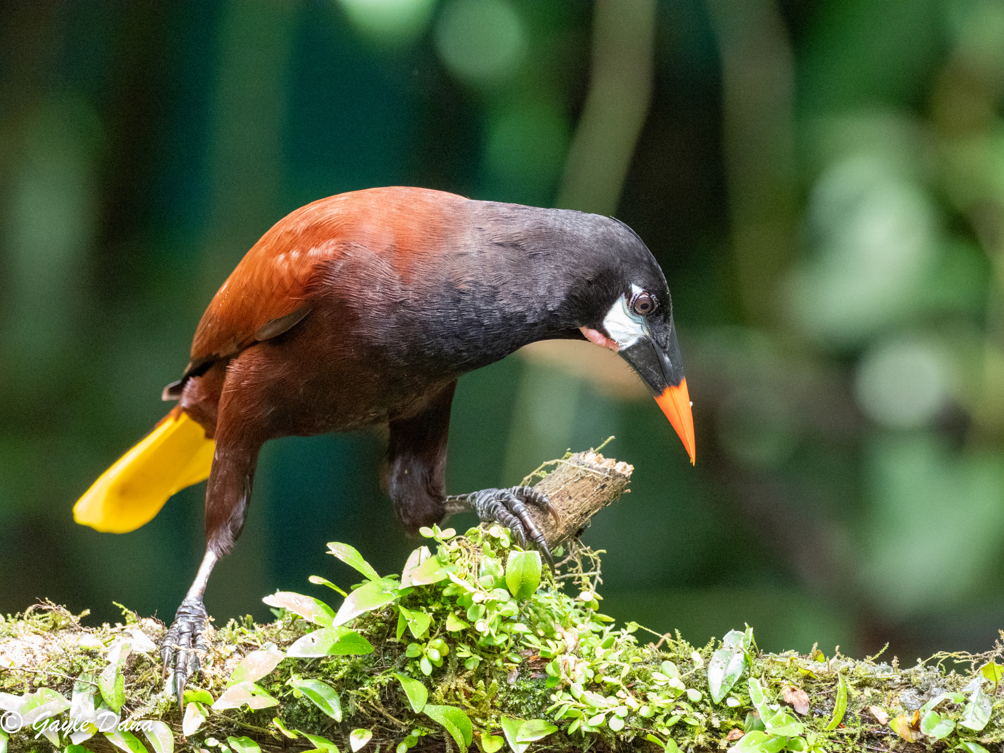 All Other Birds